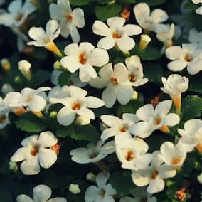 NeuroPrime ingredient Bacopa Monnieri