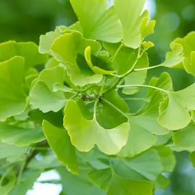 NeuroPrime ingredient Ginkgo Biloba