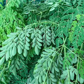 NeuroPrime ingredient Moringa